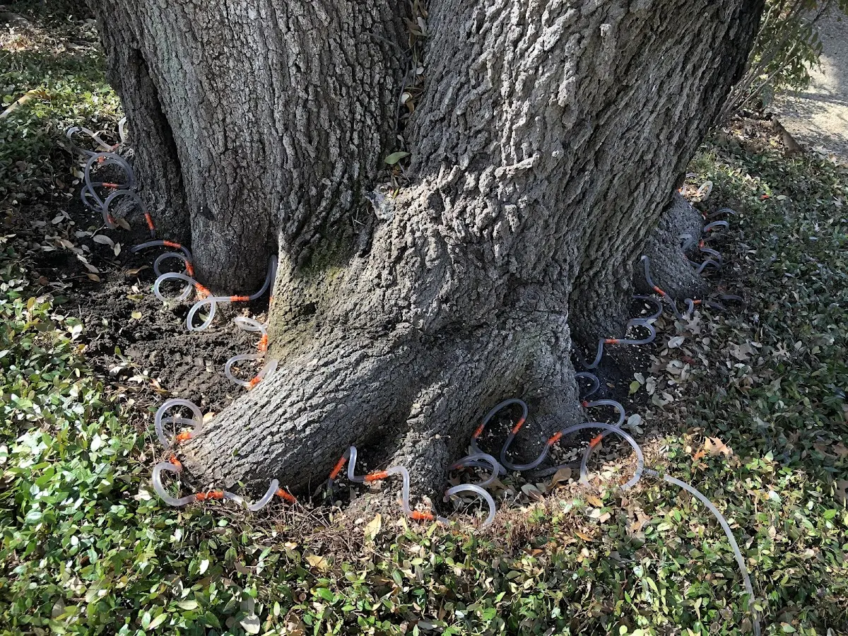 Detailed Tree Cabling and Bracing job site in Ordway
