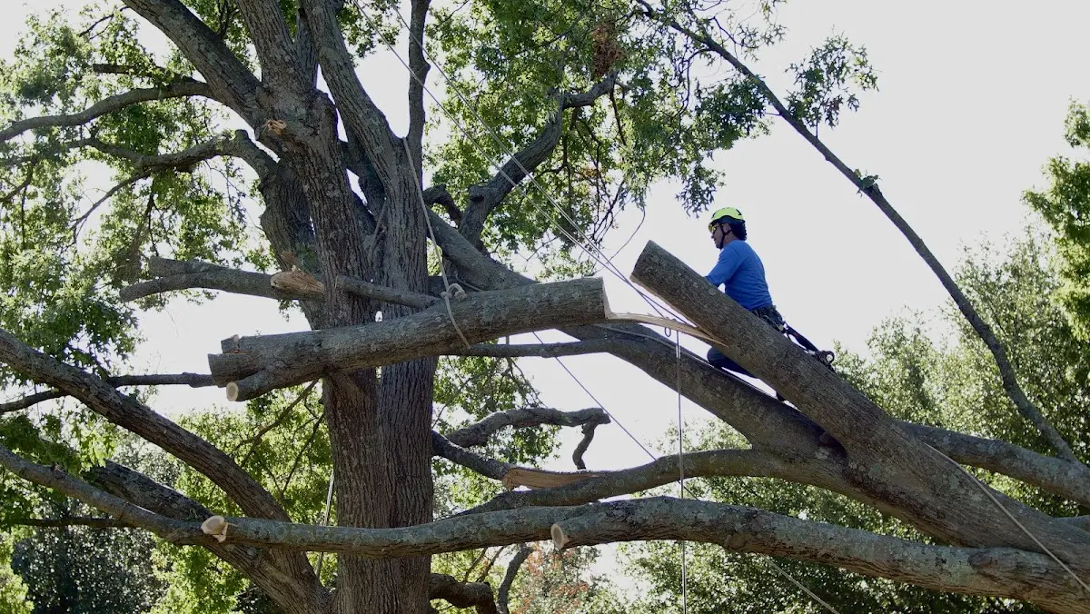 Professional Crown Thinning performed by certified arborists in Ordway