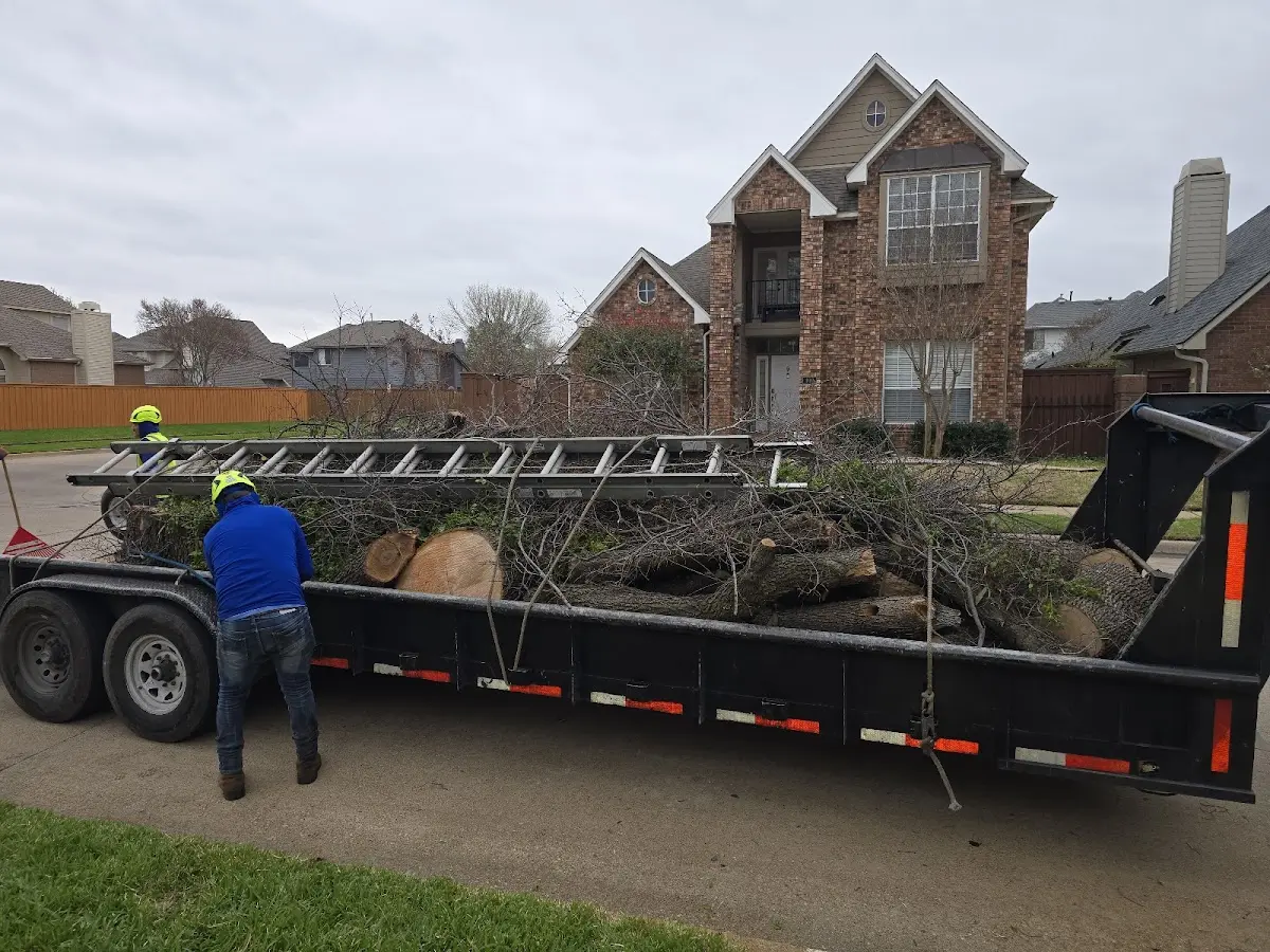 Expert Tree Removal with proper safety equipment in Ordway